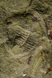 21111 - Rare Unidentified 2 Asaphids + 2 Toletanaspis sp Trilobites Lower Ordovician Fezouata Fm