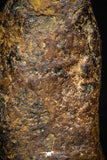 05393 - Agoudal Imilchil Iron IIAB Meteorite 5.5g Collector Grade