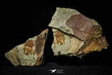 21112 - Rare Bavarilla zemmourensis Lower Ordovician Trilobite Fezouata Fm