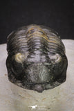 20048 - Well Prepared "Flying" 2.65 Inch Morocconites malladoides Middle Devonian Trilobite