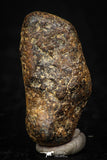 05393 - Agoudal Imilchil Iron IIAB Meteorite 5.5g Collector Grade