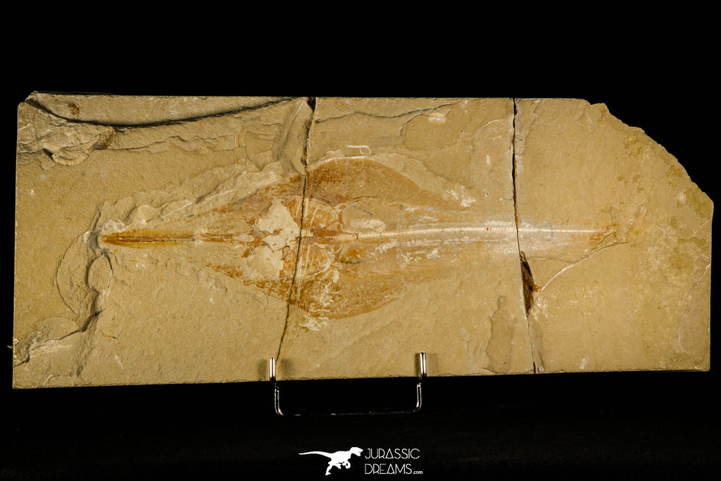 30147- Top Rare 12.60 Inch Rhinobatos maronita Guitar Fish Fossil - Cretaceous Lebanon