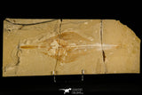 30147- Top Rare 12.60 Inch Rhinobatos maronita Guitar Fish Fossil - Cretaceous Lebanon