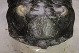 20048 - Well Prepared "Flying" 2.65 Inch Morocconites malladoides Middle Devonian Trilobite