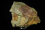 21112 - Rare Bavarilla zemmourensis Lower Ordovician Trilobite Fezouata Fm