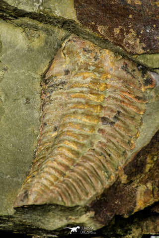 21112 - Rare Bavarilla zemmourensis Lower Ordovician Trilobite Fezouata Fm