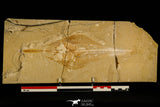30147- Top Rare 12.60 Inch Rhinobatos maronita Guitar Fish Fossil - Cretaceous Lebanon