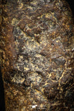 05393 - Agoudal Imilchil Iron IIAB Meteorite 5.5g Collector Grade