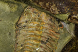 21112 - Rare Bavarilla zemmourensis Lower Ordovician Trilobite Fezouata Fm