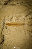 30147- Top Rare 12.60 Inch Rhinobatos maronita Guitar Fish Fossil - Cretaceous Lebanon
