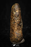 05393 - Agoudal Imilchil Iron IIAB Meteorite 5.5g Collector Grade
