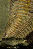 21112 - Rare Bavarilla zemmourensis Lower Ordovician Trilobite Fezouata Fm