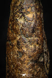 05393 - Agoudal Imilchil Iron IIAB Meteorite 5.5g Collector Grade