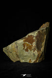 21112 - Rare Bavarilla zemmourensis Lower Ordovician Trilobite Fezouata Fm