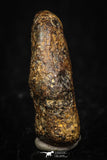 05393 - Agoudal Imilchil Iron IIAB Meteorite 5.5g Collector Grade