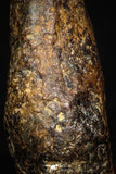 05393 - Agoudal Imilchil Iron IIAB Meteorite 5.5g Collector Grade
