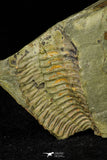 21112 - Rare Bavarilla zemmourensis Lower Ordovician Trilobite Fezouata Fm