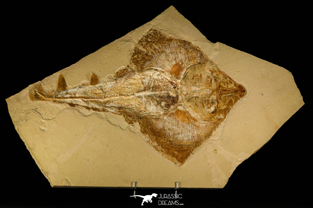 30148- Museum Grade Association Rhombopterygia + Libanopristis + Shrimps - Cretaceous Lebanon