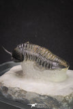 20048 - Well Prepared "Flying" 2.65 Inch Morocconites malladoides Middle Devonian Trilobite