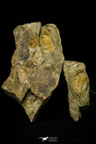 21113 - Premium Grade Asaphellus fezouatensis Lower Ordovician Trilobite Fezouata Fm