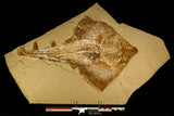 30148- Museum Grade Association Rhombopterygia + Libanopristis + Shrimps - Cretaceous Lebanon