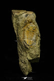 21113 - Premium Grade Asaphellus fezouatensis Lower Ordovician Trilobite Fezouata Fm