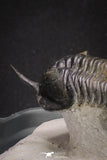 20048 - Well Prepared "Flying" 2.65 Inch Morocconites malladoides Middle Devonian Trilobite