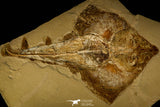 30148- Museum Grade Association Rhombopterygia + Libanopristis + Shrimps - Cretaceous Lebanon