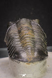 20048 - Well Prepared "Flying" 2.65 Inch Morocconites malladoides Middle Devonian Trilobite