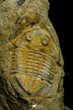 21113 - Premium Grade Asaphellus fezouatensis Lower Ordovician Trilobite Fezouata Fm