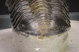 20048 - Well Prepared "Flying" 2.65 Inch Morocconites malladoides Middle Devonian Trilobite