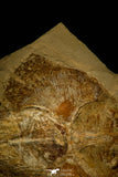 30148- Museum Grade Association Rhombopterygia + Libanopristis + Shrimps - Cretaceous Lebanon