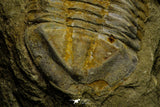 21113 - Premium Grade Asaphellus fezouatensis Lower Ordovician Trilobite Fezouata Fm