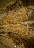 30148- Museum Grade Association Rhombopterygia + Libanopristis + Shrimps - Cretaceous Lebanon