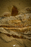 30148- Museum Grade Association Rhombopterygia + Libanopristis + Shrimps - Cretaceous Lebanon