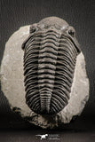 07147 - Top Huge 5.22 Inch Drotops megalomanicus Middle Devonian Trilobite