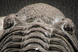 07147 - Top Huge 5.22 Inch Drotops megalomanicus Middle Devonian Trilobite