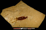 30148- Museum Grade Association Rhombopterygia + Libanopristis + Shrimps - Cretaceous Lebanon