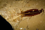 30148- Museum Grade Association Rhombopterygia + Libanopristis + Shrimps - Cretaceous Lebanon