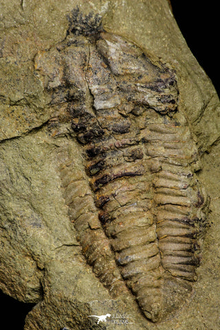 21114 - Rare Bavarilla zemmourensis Lower Ordovician Trilobite Fezouata Fm