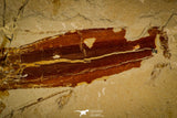 30148- Museum Grade Association Rhombopterygia + Libanopristis + Shrimps - Cretaceous Lebanon