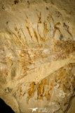 30148- Museum Grade Association Rhombopterygia + Libanopristis + Shrimps - Cretaceous Lebanon