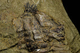 21114 - Rare Bavarilla zemmourensis Lower Ordovician Trilobite Fezouata Fm