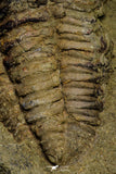 21114 - Rare Bavarilla zemmourensis Lower Ordovician Trilobite Fezouata Fm
