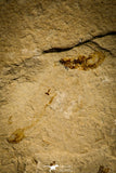 30148- Museum Grade Association Rhombopterygia + Libanopristis + Shrimps - Cretaceous Lebanon