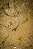 30148- Museum Grade Association Rhombopterygia + Libanopristis + Shrimps - Cretaceous Lebanon