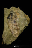 21114 - Rare Bavarilla zemmourensis Lower Ordovician Trilobite Fezouata Fm