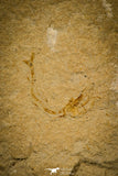 30148- Museum Grade Association Rhombopterygia + Libanopristis + Shrimps - Cretaceous Lebanon