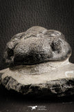 07147 - Top Huge 5.22 Inch Drotops megalomanicus Middle Devonian Trilobite