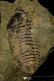 21114 - Rare Bavarilla zemmourensis Lower Ordovician Trilobite Fezouata Fm